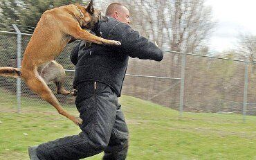 Attaque de chien encadrée à Prague pour un EVG